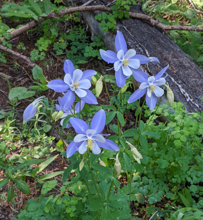 A photo of wild purple Columbine flowers