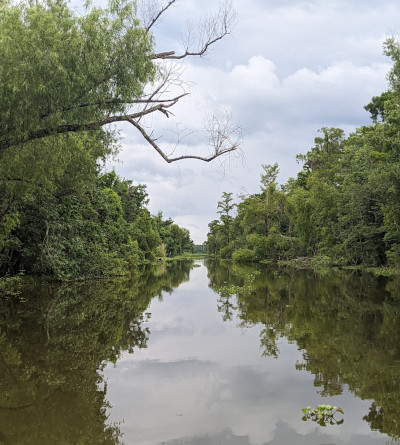 A photo of swamp waters with trees lining the shores