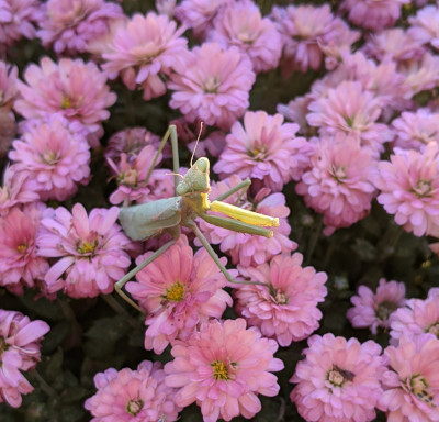 A photo of a mantid sitting atop lavender colored mum flowers