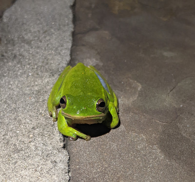 A photo of a white-lipped tree frog